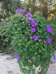 Ipomoea pedicellaris