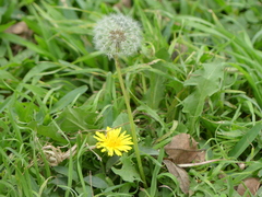 Taraxacum officinale