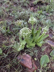 Schizocarphus nervosus