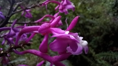 Epidendrum