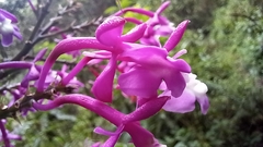 Epidendrum