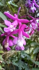 Epidendrum