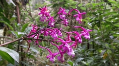 Epidendrum