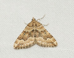 Epyaxa agelasta