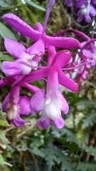 Epidendrum