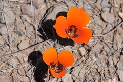 Calochortus kennedyi