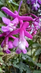 Epidendrum
