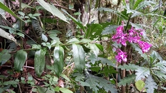 Epidendrum