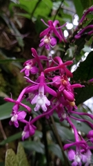 Epidendrum