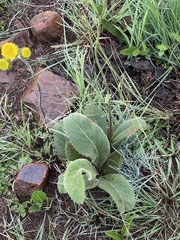 Berkheya setifera