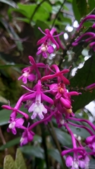 Epidendrum