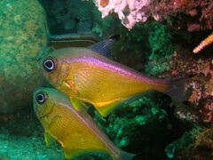 Pempheris affinis