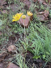 Berkheya setifera