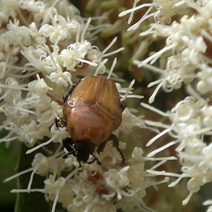 Leucocelis rubra