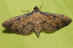 Nacoleia charesalis