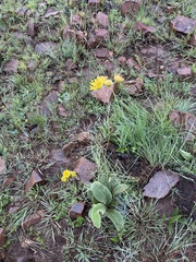 Berkheya setifera
