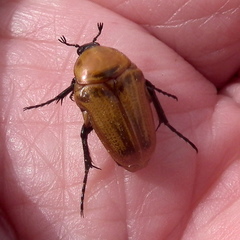 Leucocelis rubra