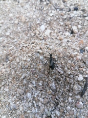 Epicauta niveolineata