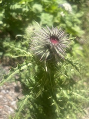 Cirsium edule