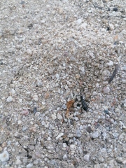 Epicauta niveolineata