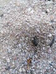 Epicauta niveolineata