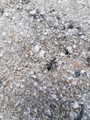 Epicauta niveolineata