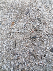 Epicauta niveolineata