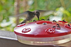 Heliodoxa leadbeateri