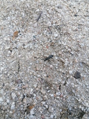 Epicauta niveolineata