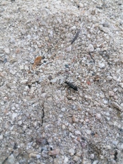 Epicauta niveolineata