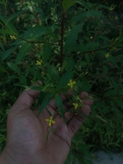 Ludwigia erecta