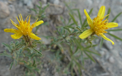Ericameria suffruticosa
