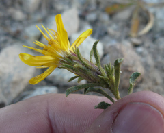 Ericameria suffruticosa