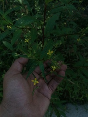 Ludwigia erecta