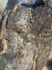 Cryphonectria parasitica