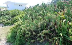 Opuntia stricta