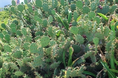 Opuntia stricta