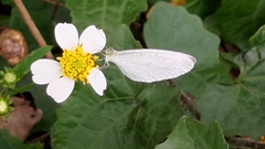 Leptosia