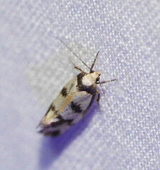 Olbonoma triptycha