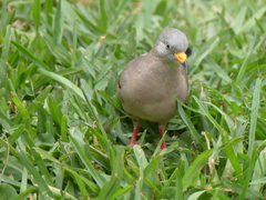 Columbina cruziana