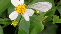 Leptosia