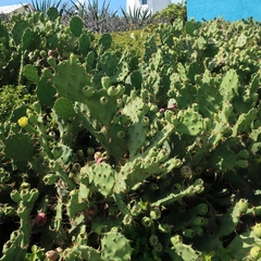 Opuntia stricta