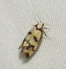 Olbonoma triptycha