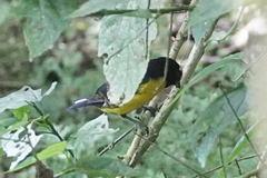 Euphonia xanthogaster
