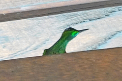 Heliodoxa leadbeateri