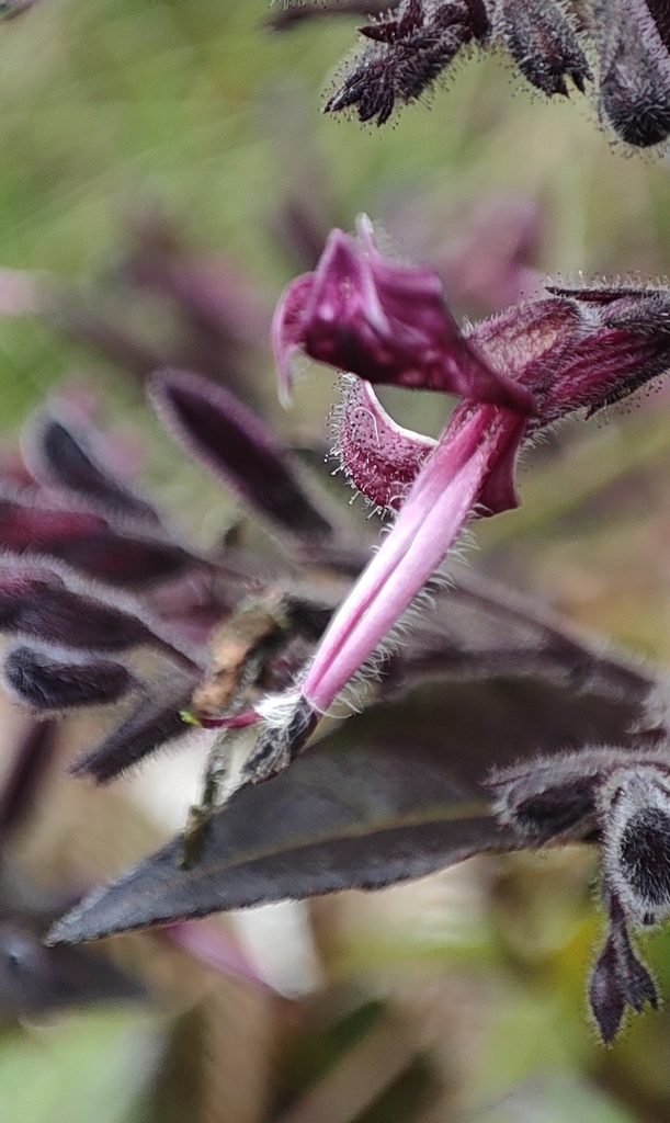 Andrographis producta
