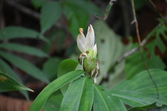 Costaceae