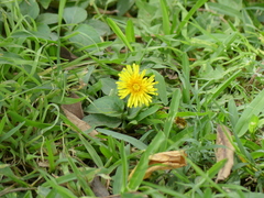 Taraxacum officinale