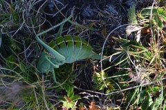 Polysarcus denticauda