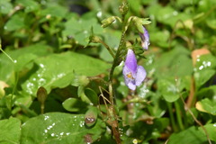 Mazus fauriei